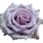 Ocean Song Roses d'Equateur Ethiflora